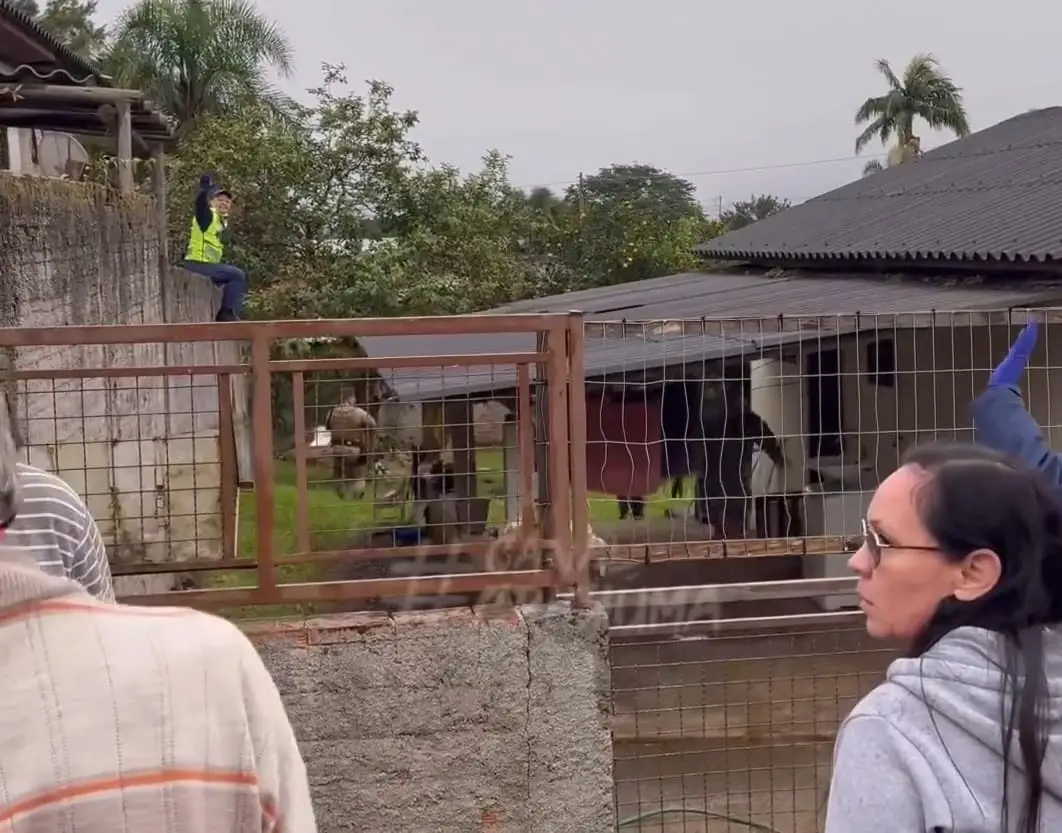 Vídeo! Um homem morreu por volta das 15h30min desta segunda-feira (03) após  ter sido atacado por dois cachorros da raça pitbull no bairro Jardim  Montevidéu, em Criciúma/SC - EA Notícias