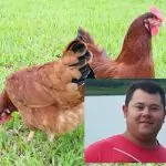 HOMEM MORRE APÓS TIRO ACIDENTAL ENQUANTO MATAVA GALINHAS.