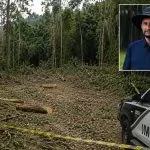 TRAGÉDIA! Agricultor morre após árvore atingir a cabeça durante corte.
