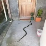 VÍDEO! COBRA ASSUSTA MORADOR DE ORLEANS/SC.
