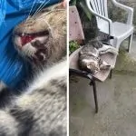 ORLEANS/SC DENUNCIA! Gatos estão morrendo no bairro Santista com suspeita de envenenamento.