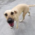 Prefeitura de Criciúma/SC promove Feira de Adoção de cães neste sábado 03/10/26.