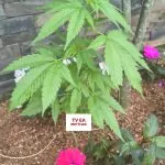VÍDEO EM ORLEANS/SC! Pé de maconha crescia tranquilamente entre as flores até o EA Notícias denunciar!